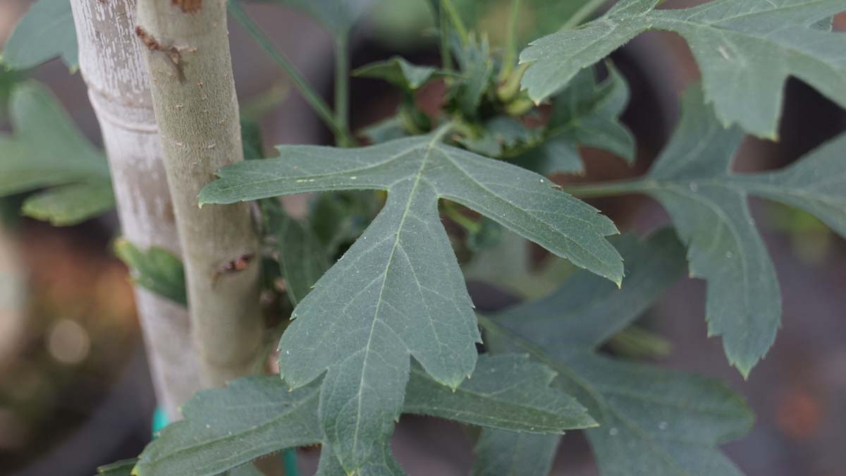 Eingriffeliger Weissdorn ´Compacta´; Hagedorn; Kugel-Zwerg-Weissdorn