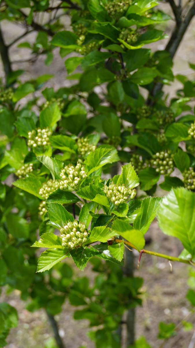 Pflaumen-Dorn ´Splendens´