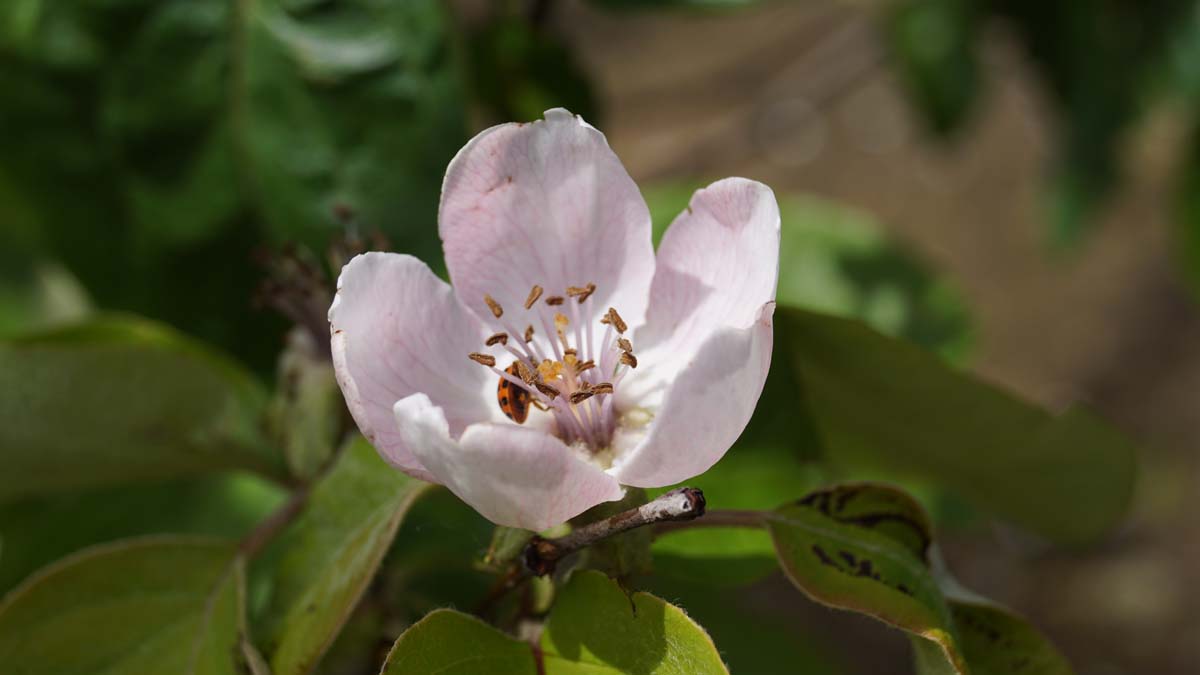 Quitte ´Vranja´; Mispel