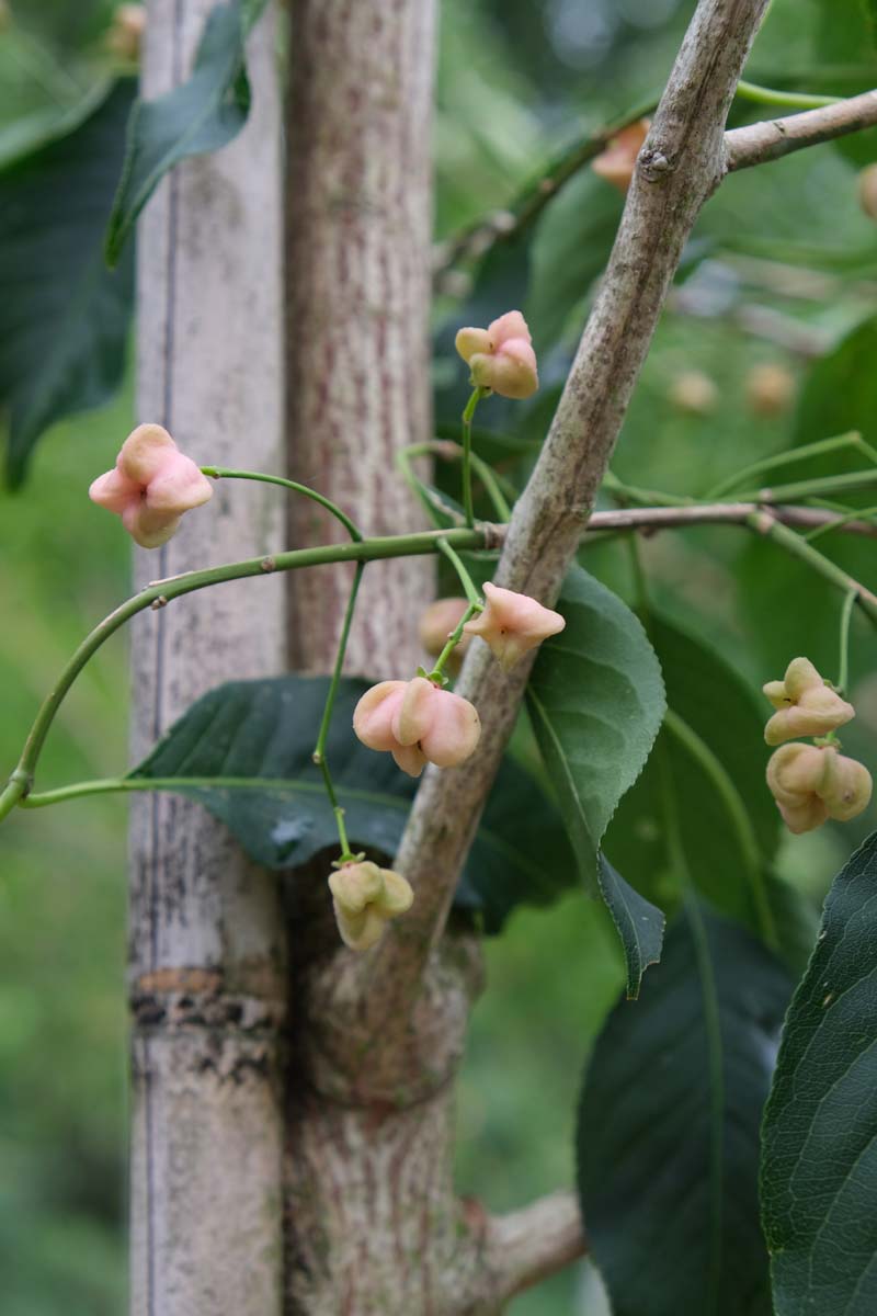 Euonymus hamiltonianus ´Jelena´ 12-14 HO