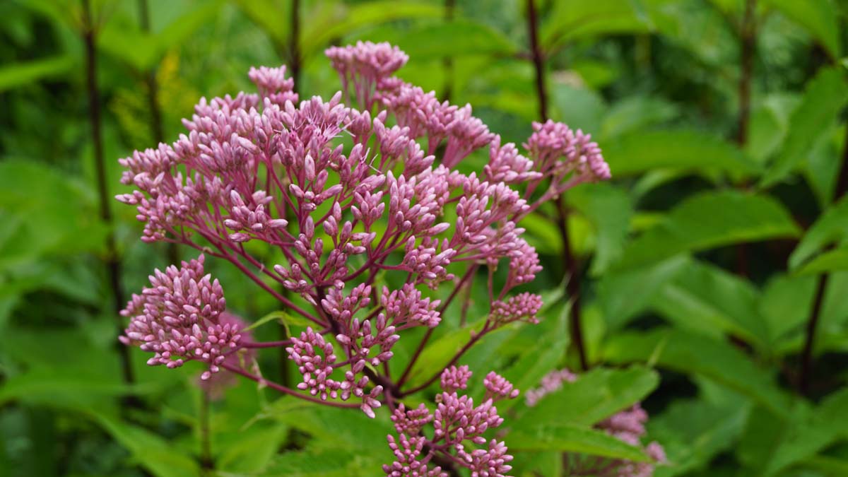 Wasserdost ´Atropurpureum´