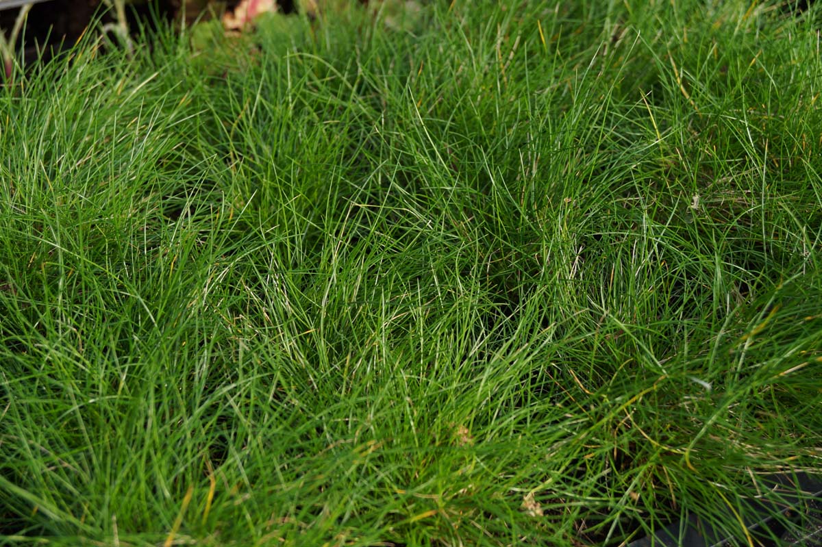 Bärenfell-Schwingel