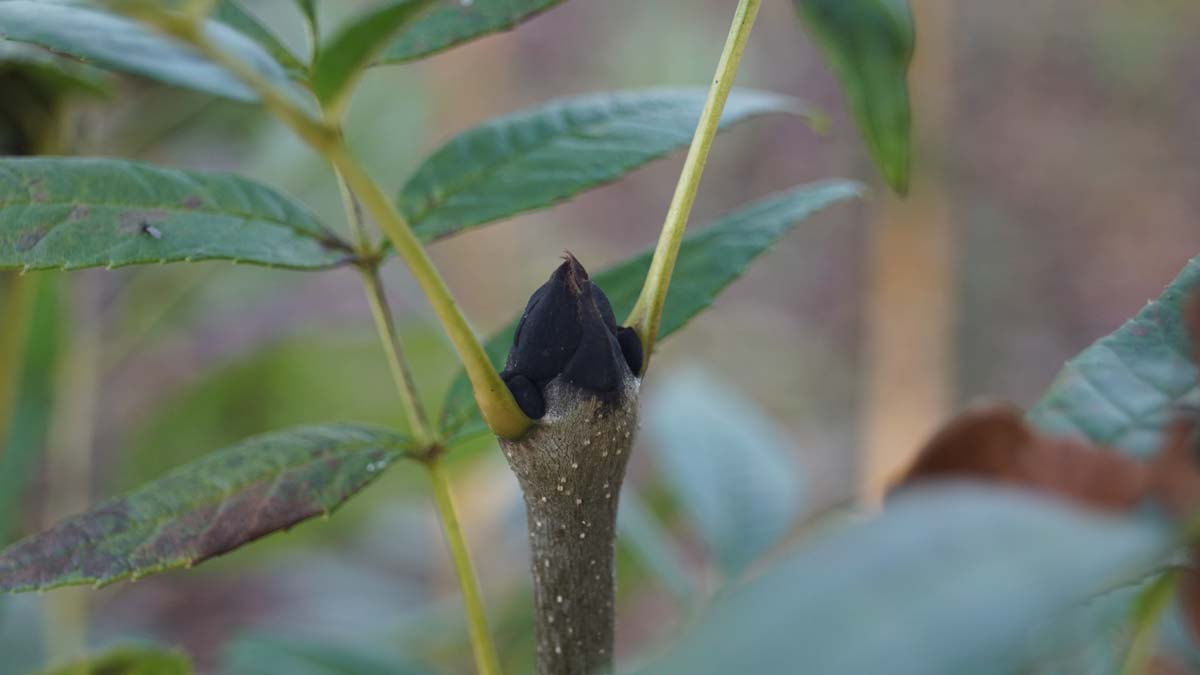 Gemeine Esche ´Altena´, Gewöhnliche Esche, Hohe Esche, Hochesche