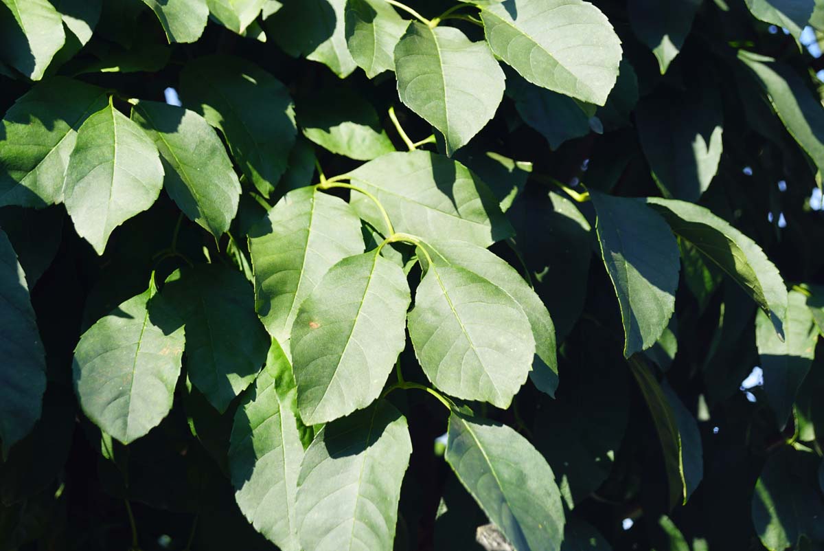 Kugel-Blumen-Esche ´Mecsek´; Blumen-Esche; Manna-Esche; Schmuckesche