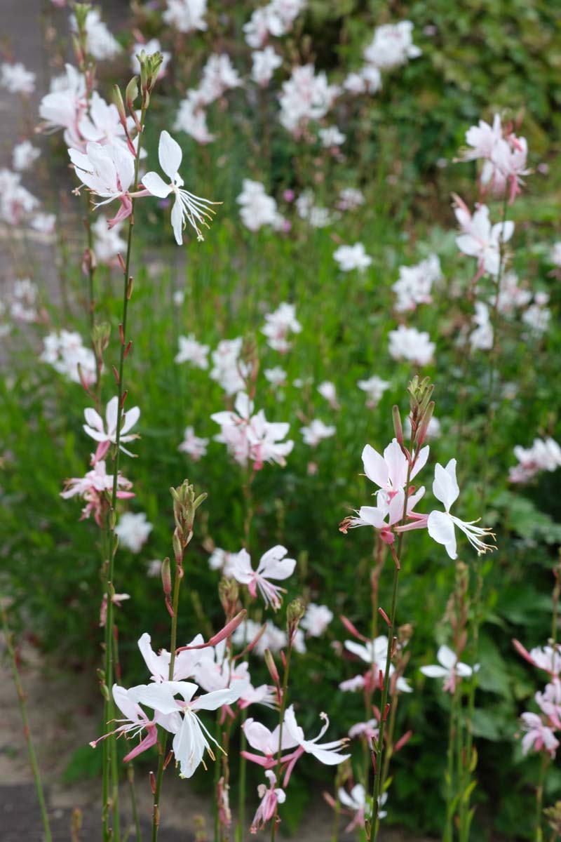 Prachtkerze ´Whirling Butterflies´