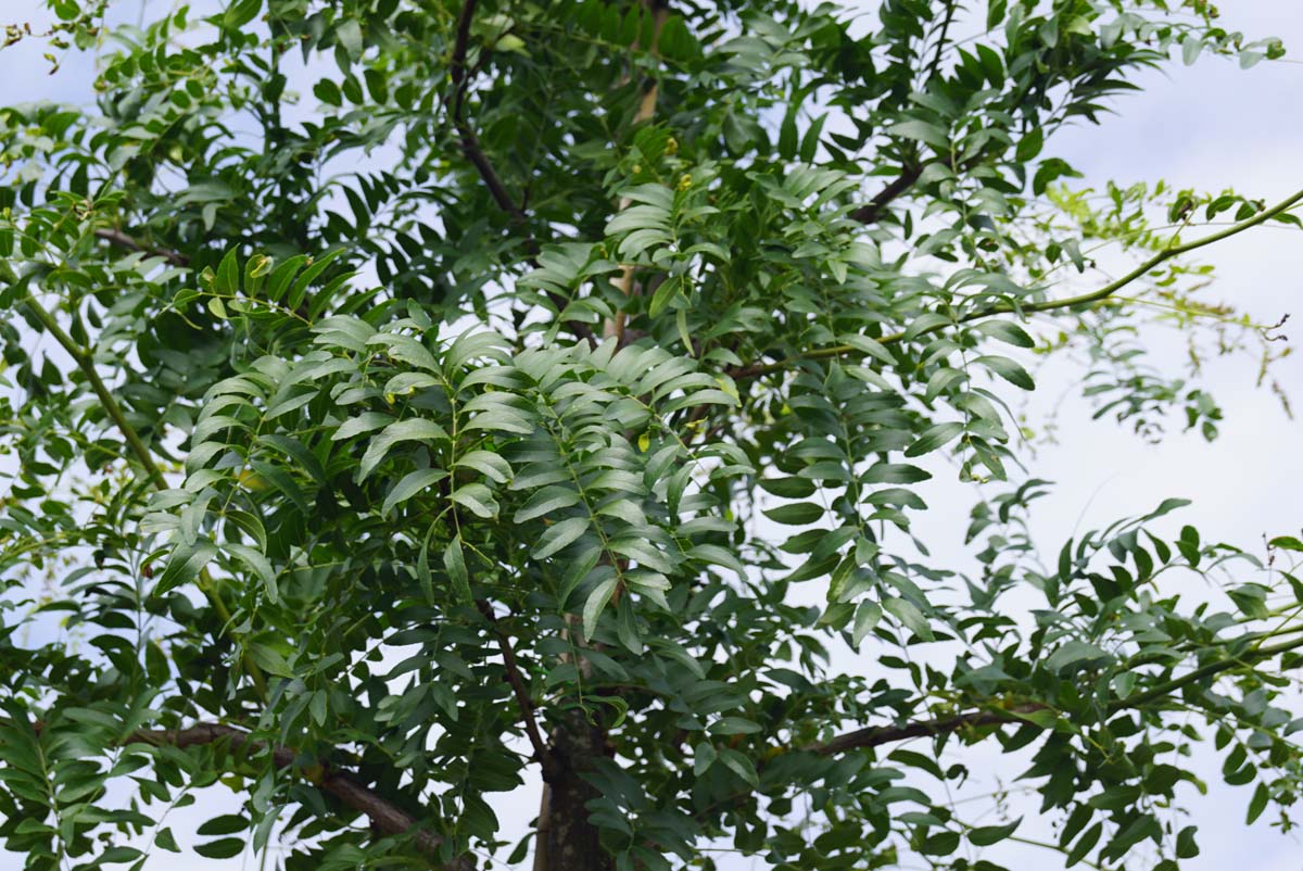 Schirm-Gleditsche ´Shademaster´, Falscher Christusdorn, Lederhülsenbaum, Amerikanische Gleditschie