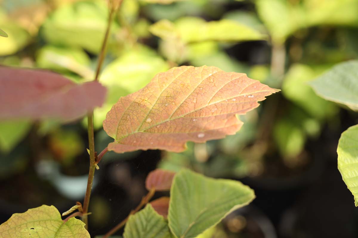Grossblütige Traubenkirsche