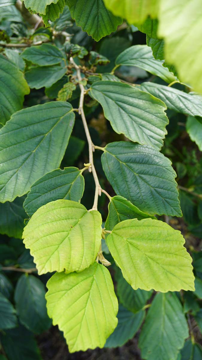 Grossblütige Zaubernuss 'Westerstede'