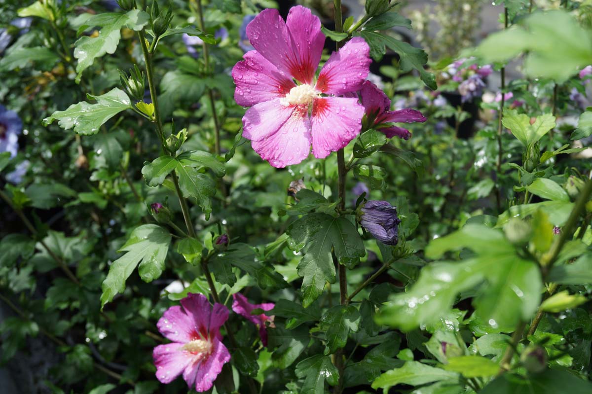 Straucheibisch (RUSSIAN VIOLET); Scharonrose; Syrischer Eibisch; Garteneibisch; Festblume; Rosan-Eibisch; Gartenhibiskus