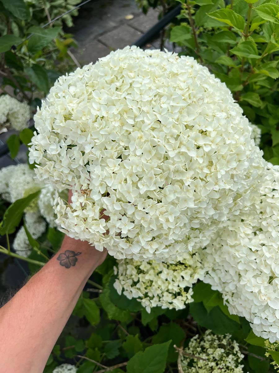 Wald-Hortensie (STRONG ANNABELLE); Strauch-Hortensie; Schneeball-Hortensie
