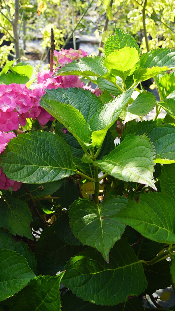 Gartenhortensie 'Deutschland', Bauernhortensie, Ballhortensie