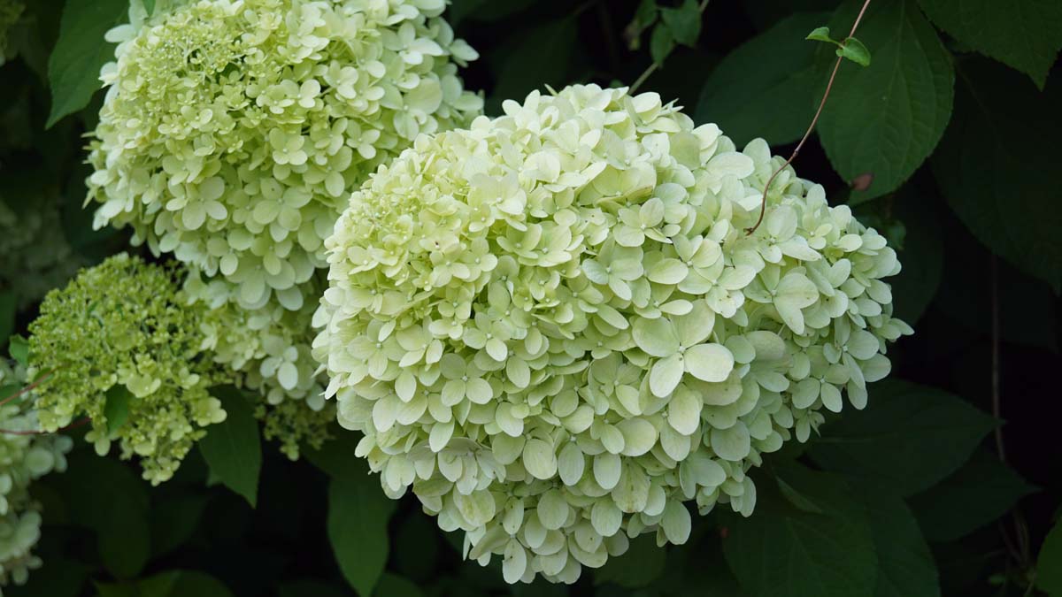 Rispen-Hortensie