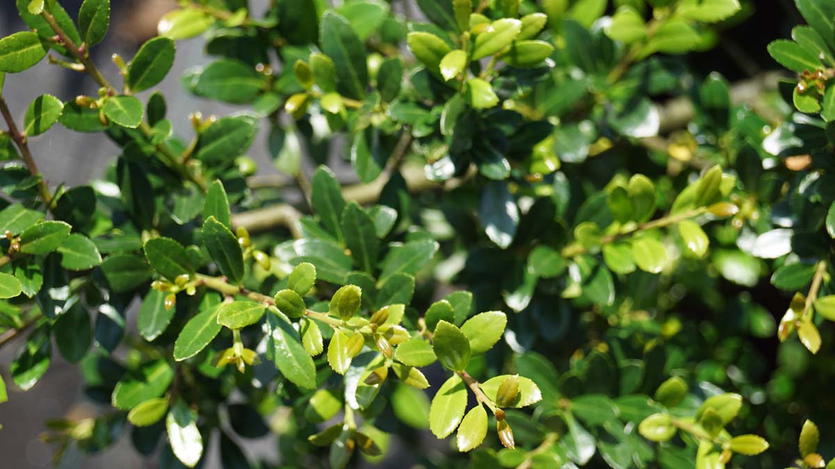 Berg-Hülse ´Stokes´; Japanische Stechpalme