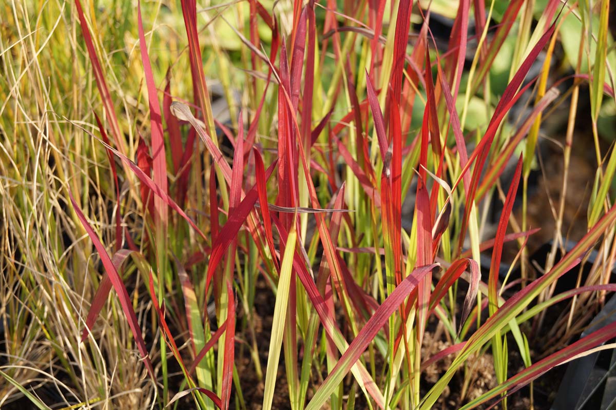 Silberhaargras ´Red Baron´; Japanisches Blutgras; Alang-Gras