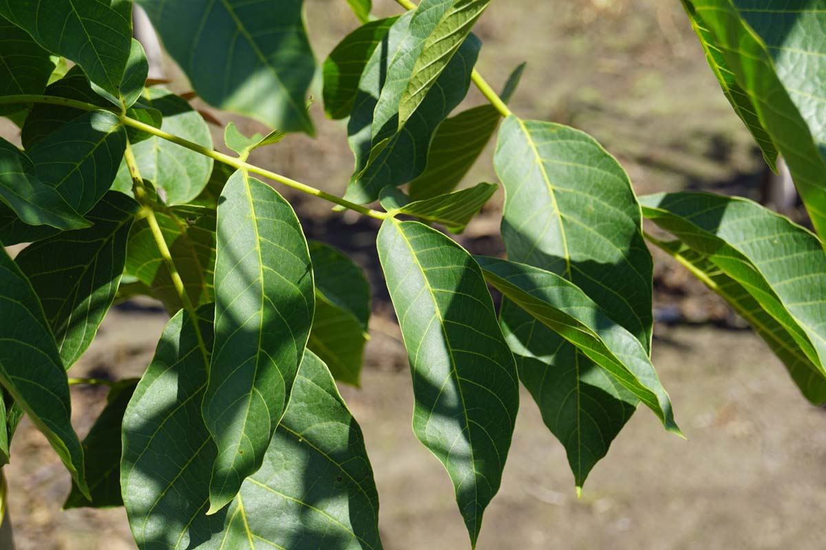 Echte Walnuss ´Rita´; Walnussbaum; Walnussb