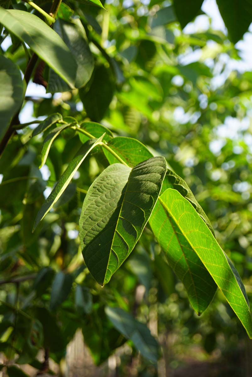 Echte Walnuss ´Bella Maria´, Walnussbaum, Walnussbäume, Welschnuss