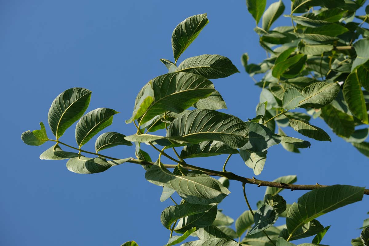 Echte Walnuss ´Proslavski´, Walnussbaum, Walnussbäume, Welschnuss