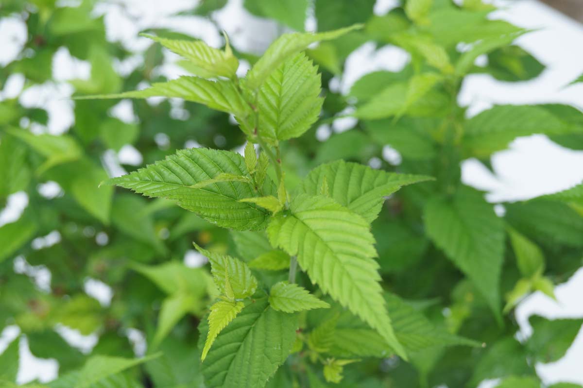 Japanische Kerrie ´Golden Guinea´; Japanisches Goldr