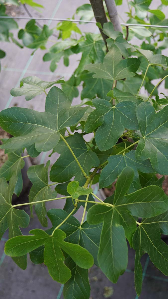 Amerikanischer Amberbaum ´Rotundiloba´, Seesternbaum