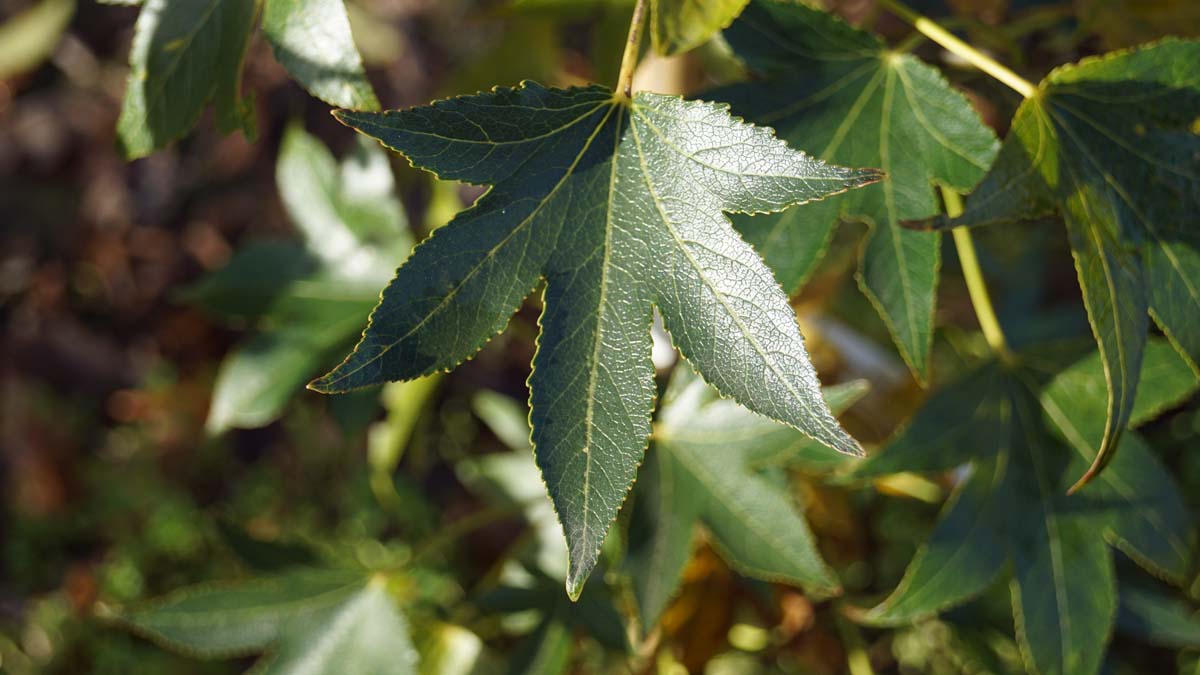 Amerikanischer Amberbaum 'Paarl'; Seesternbaum