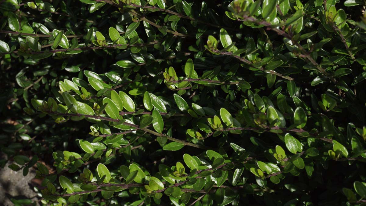 Flache Heckenmyrthe ´Maigr