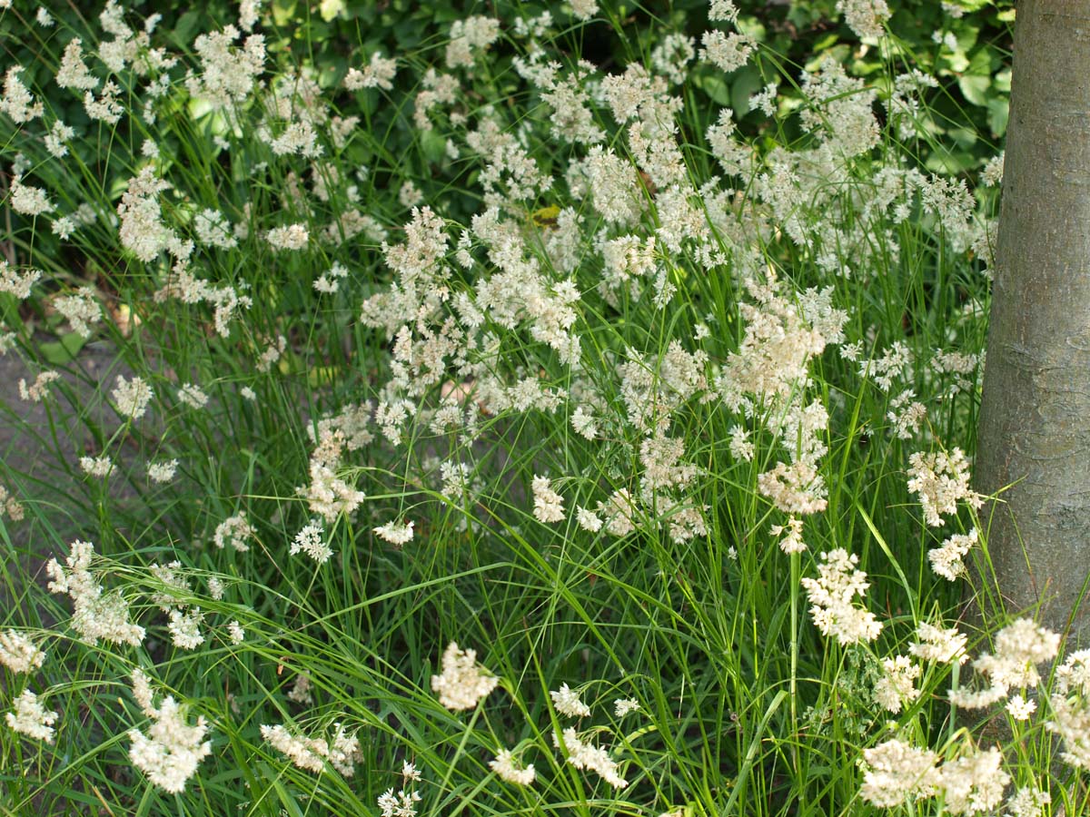 Wald-Marbel; Grosse Hainsimse; Pflanzenhandel Waldmarbel
