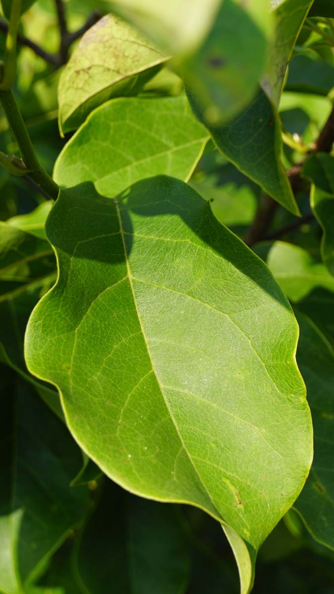 Magnolie 'Spectrum'