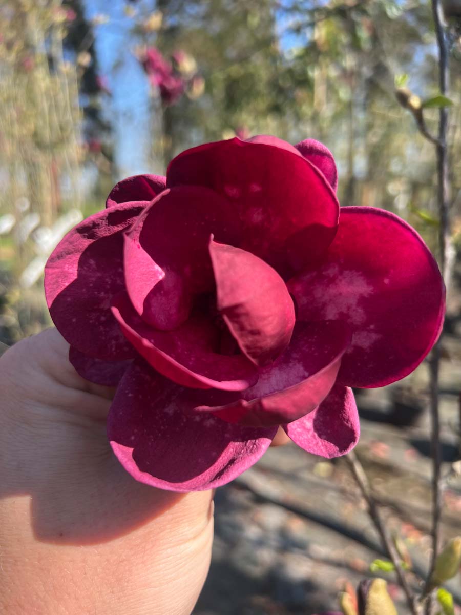 Magnolie 'Genie'