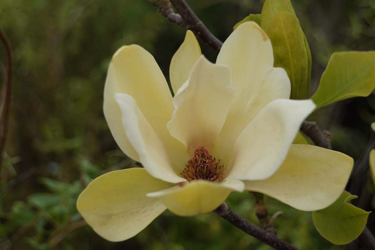 Magnolie ´Yellow Bird´