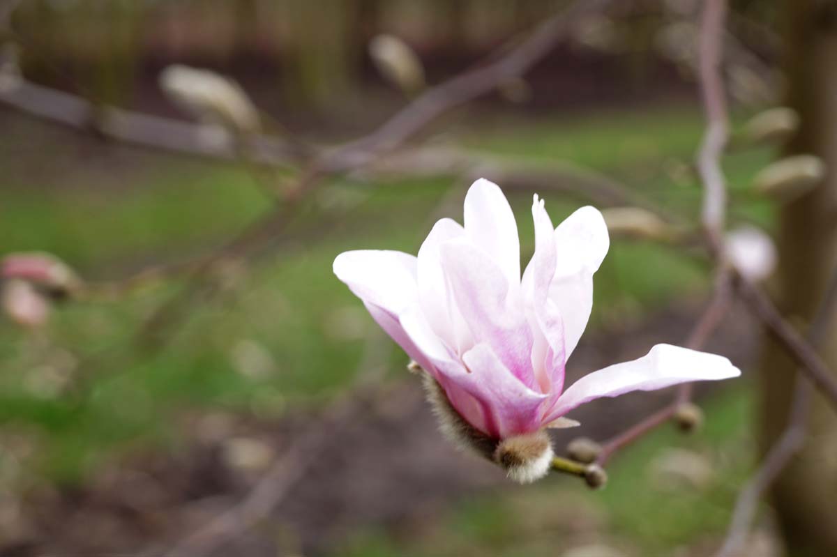 Grossblumige Stern-Magnolie 'Leonard Messel'