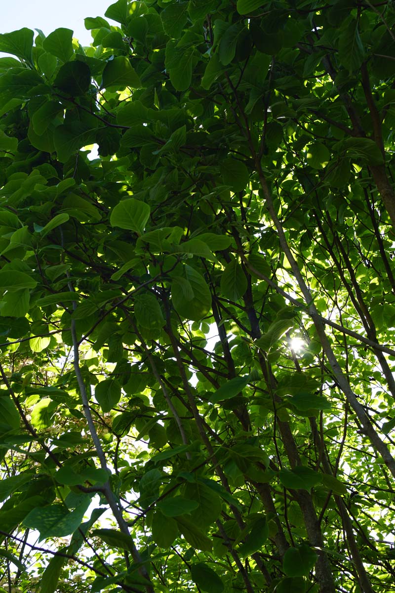 Honoki-Magnolie; Weissr