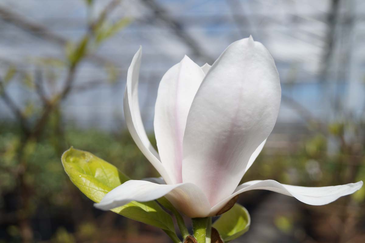 Tulpenmagnolie
