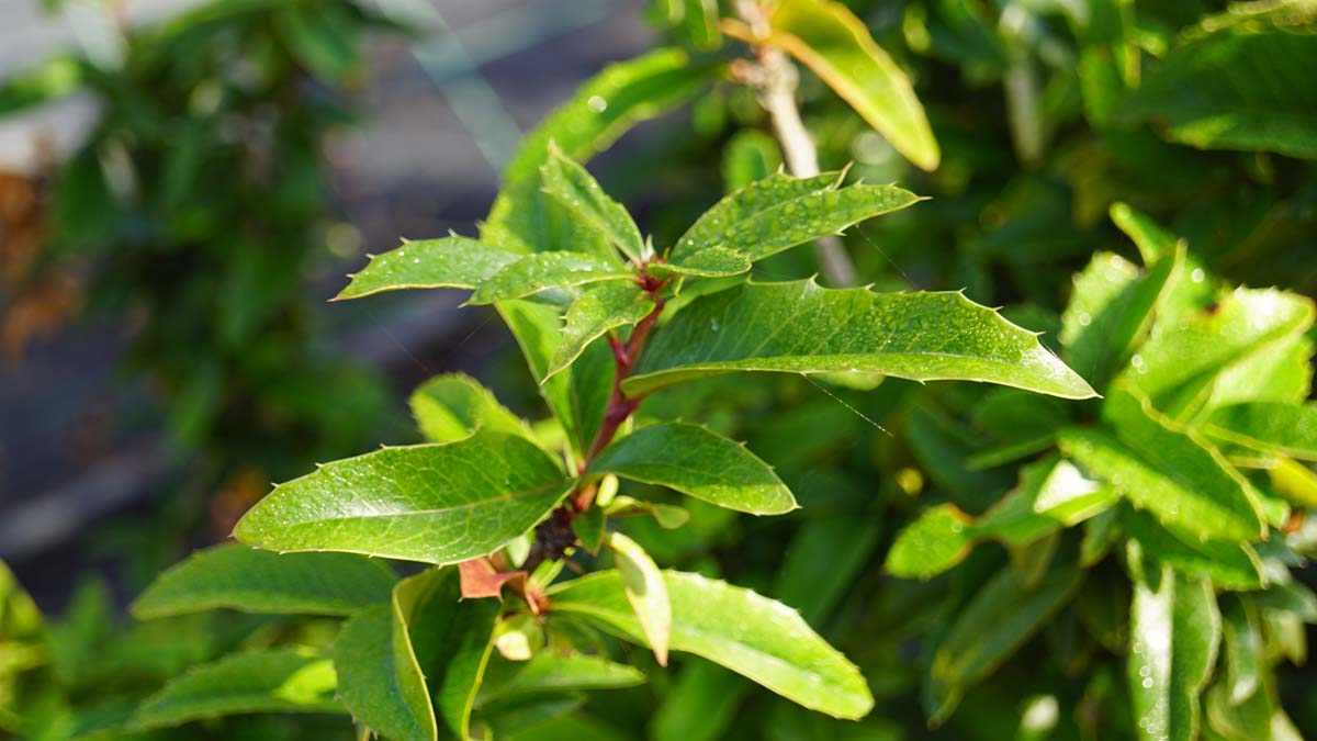 Berberitzenmahonie ´Dart´s Desire´, Hybridmahonie, Bastardmahonie