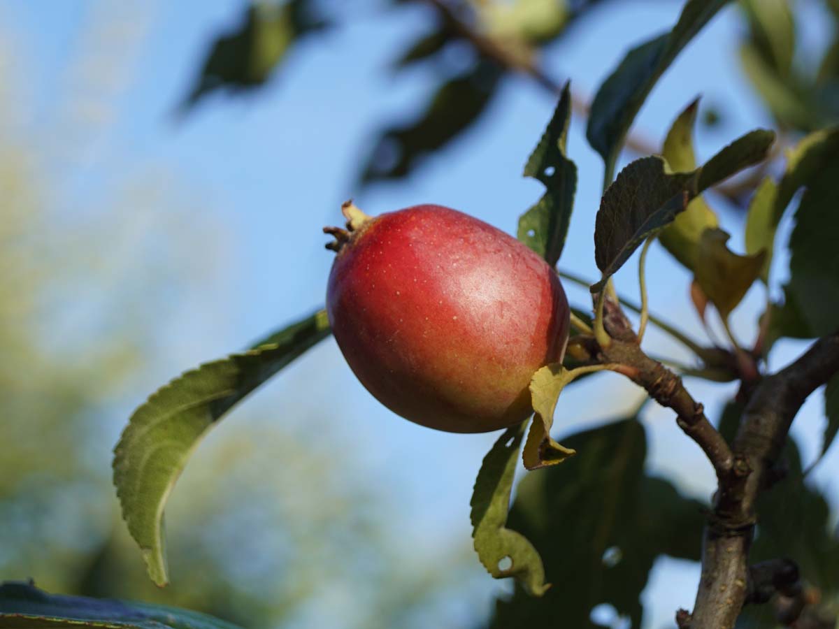 Zierapfel 'Rinki'