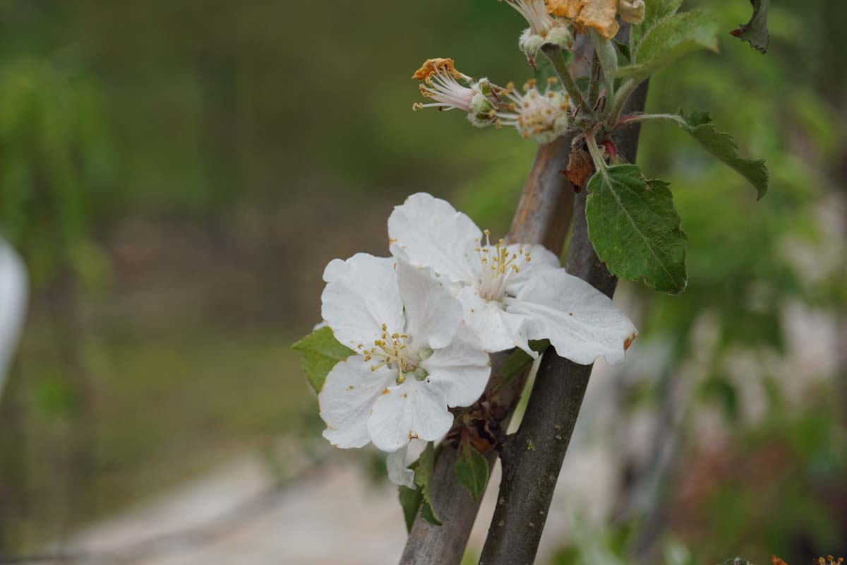 Kulturapfel ´Rode Boskoop´; Apfel