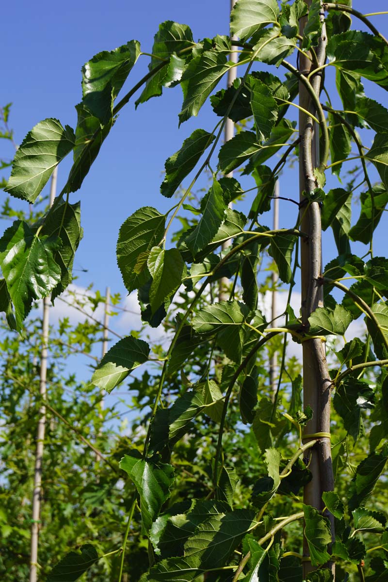Hänge-Maulbeerbaum ´Pendula´, Weisser Maulbeerbaum, Weisse Maulbeere
