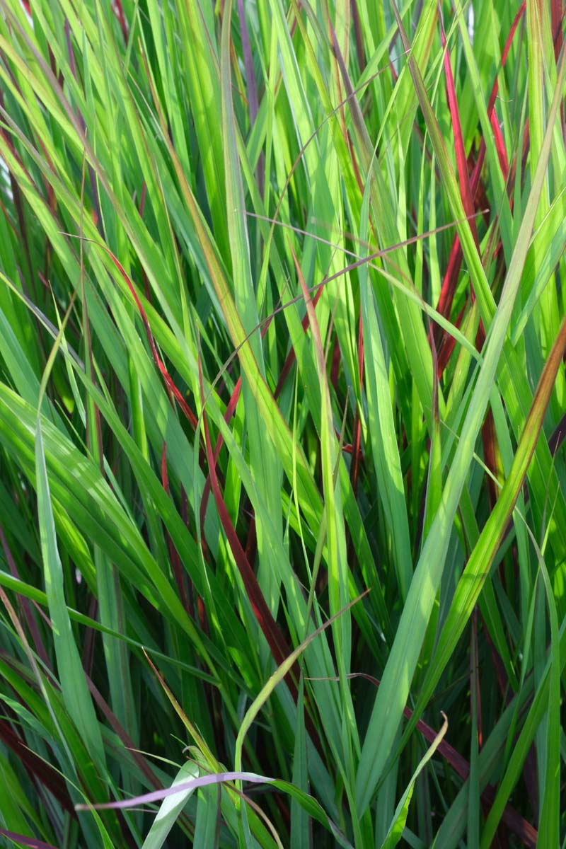 Rutenhirse ´Heiliger Hain´; Zierhirse; Garten-Ruten-Hirse