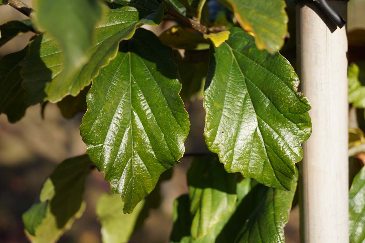 Persischer Eisenholzbaum ´Bella´; Parrotie; Persisches Eisenholz; Eisenbaum