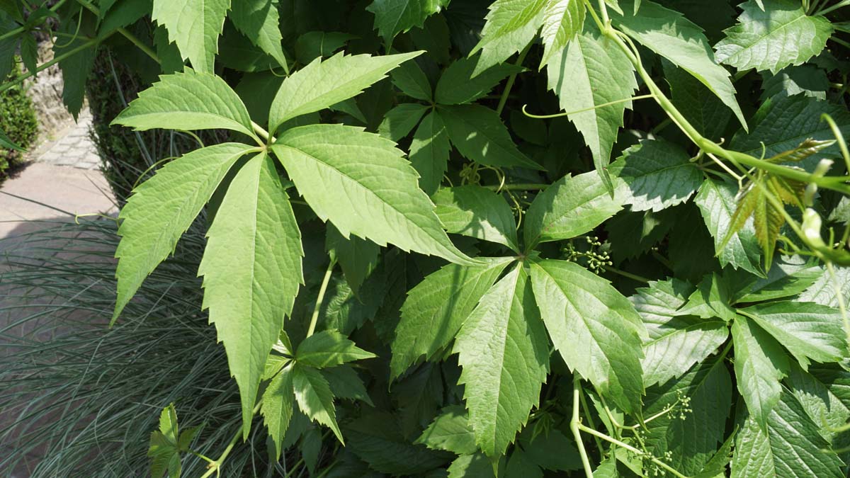 Mauerwein; Selbstkletternde Jungfernrebe; Wilder Wein