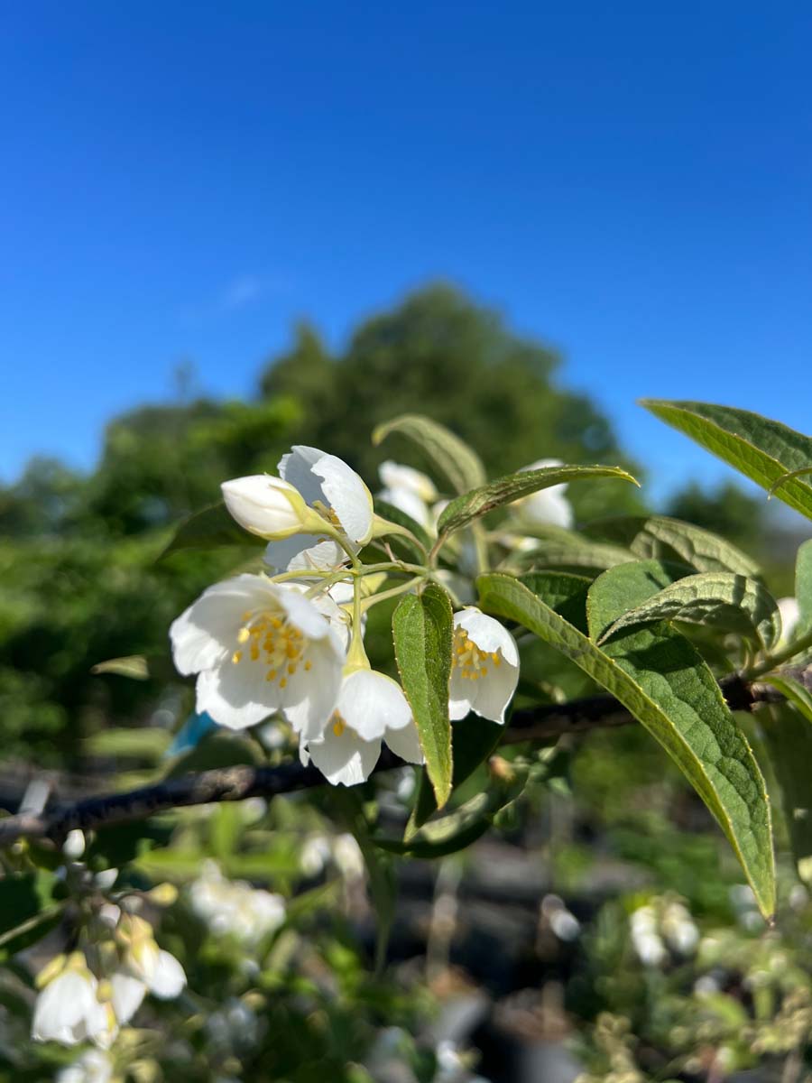 Pfeifenstrauch; Bauernjasmin