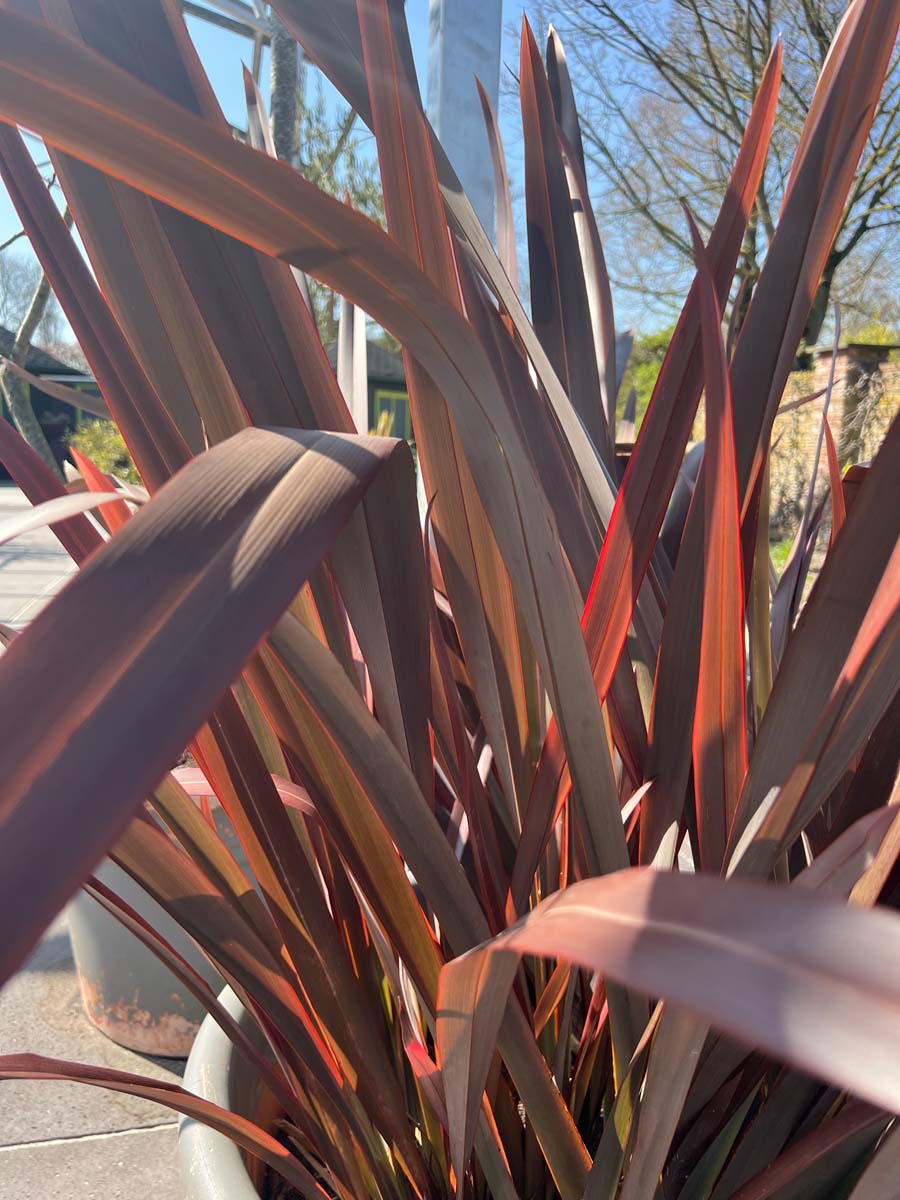 Phormium ´Amazing Red´