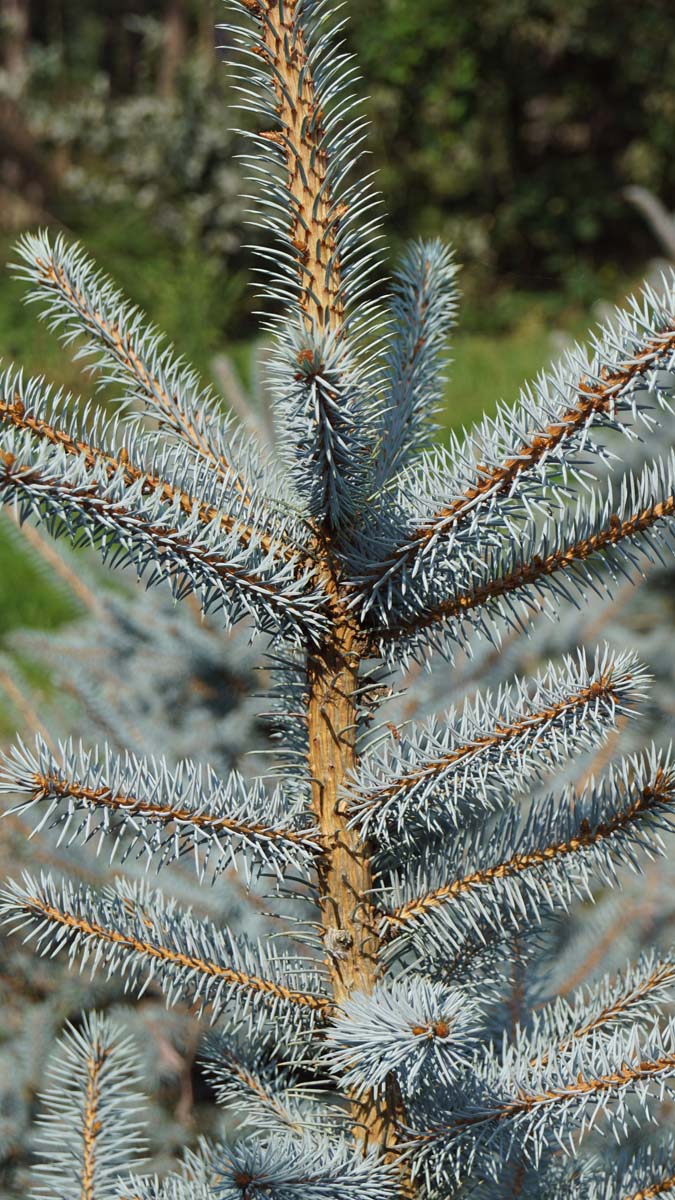 Stech-Fichte ´Blue Diamond´, Blau-Fichte