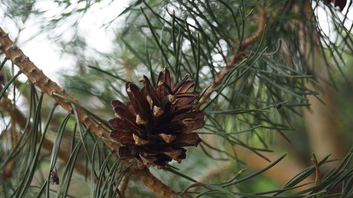 Waldkiefer, Gemeine Kiefer, Gewöhnliche Kiefer, Wald-Föhre, Forche, Rotföhre, Weisskiefer