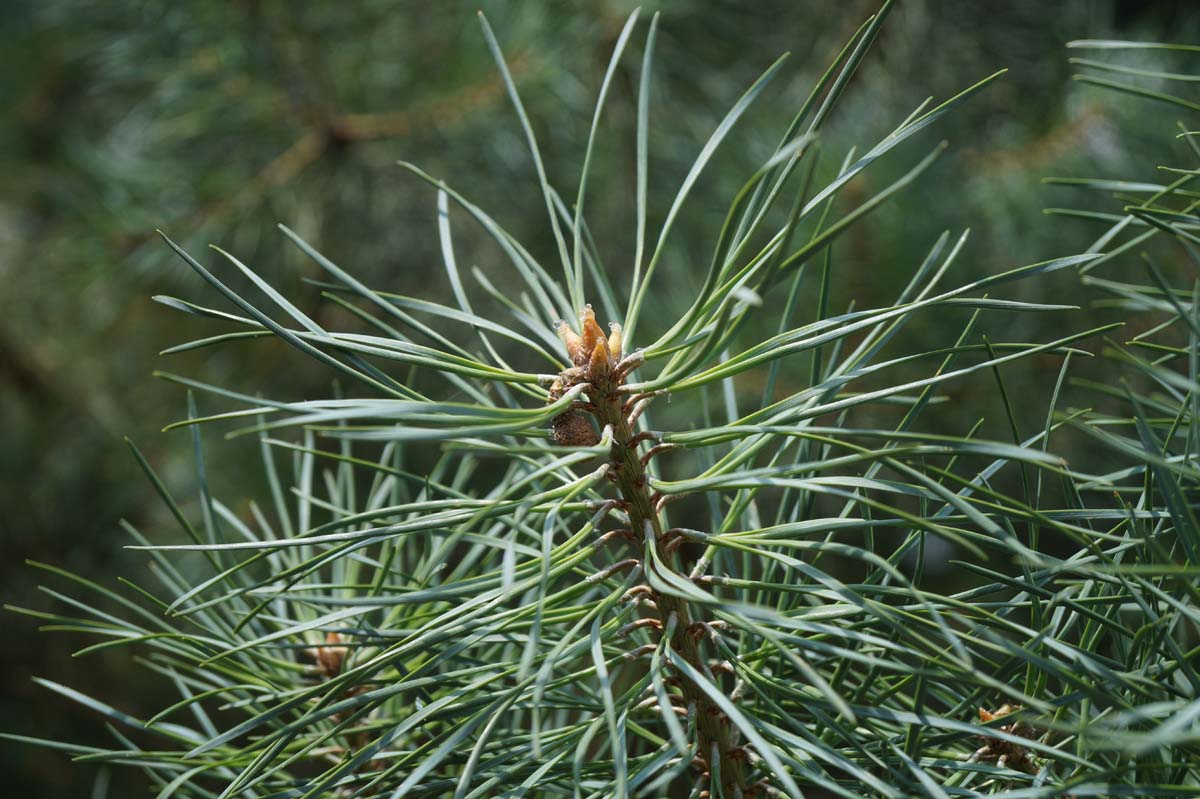 Waldkiefer, Gemeine Kiefer, Gewöhnliche Kiefer, Wald-Föhre, Forche, Rotföhre, Weisskiefer