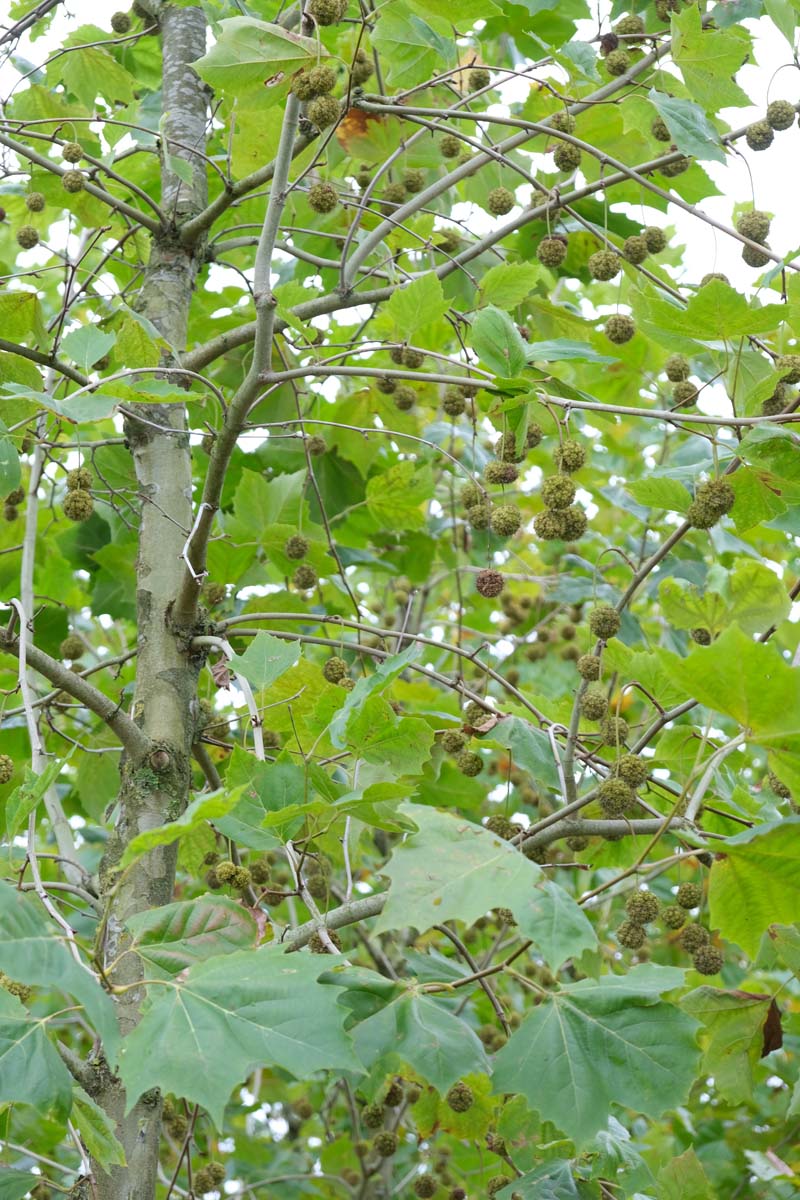 Ahornblättrige Platane