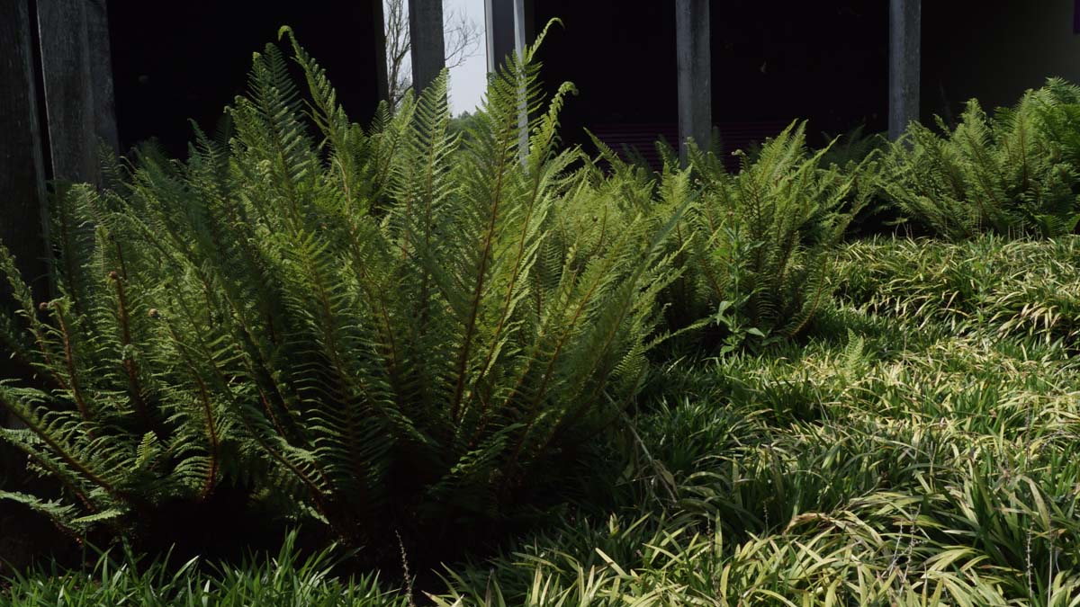 Grannen-Schildfarn ´Dahlem´; Borstiger Schildfarn; Bulben-Filigranfarn