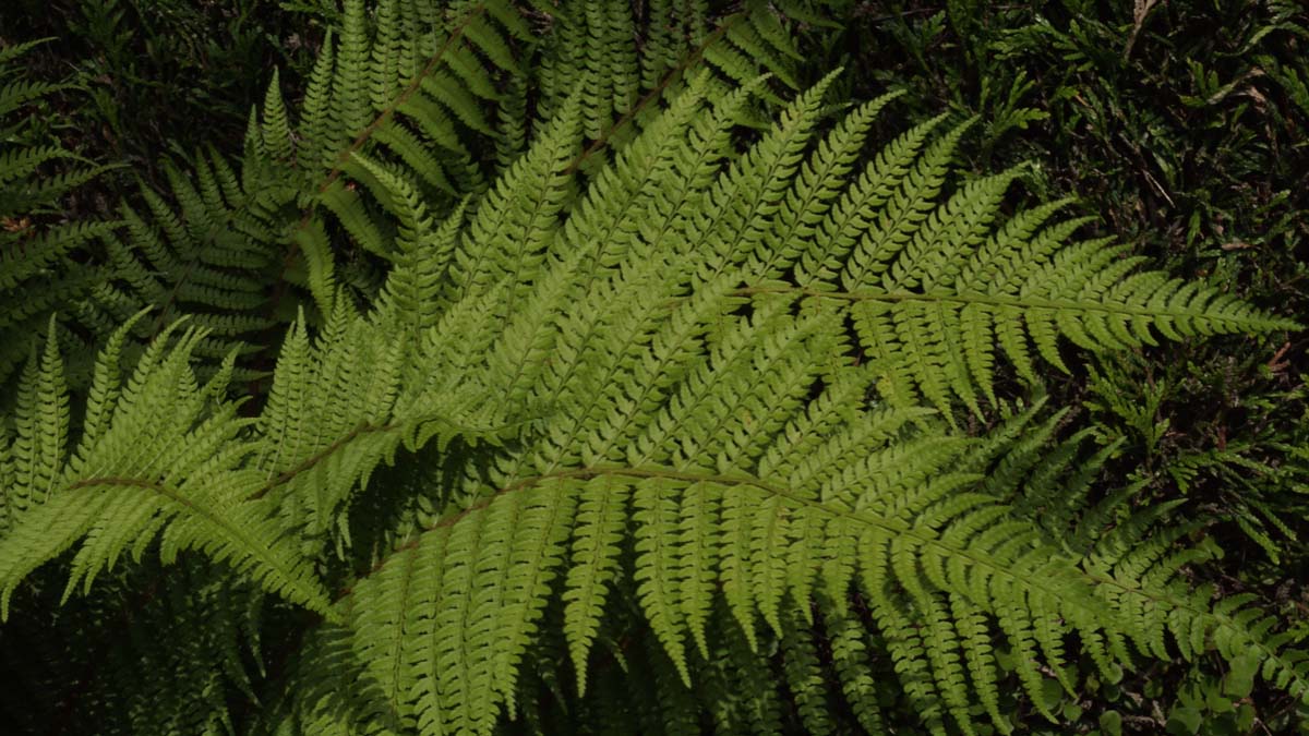 Grannen-Schildfarn ´Herrenhausen´; Borstiger Schildfarn; Filigranfarn