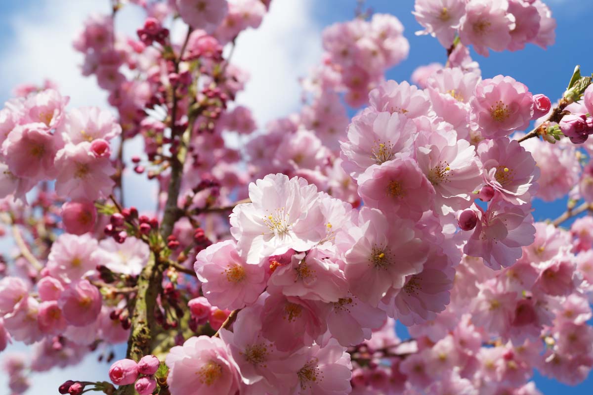 Frühe Zierkirsche 'Accolade', Japanische Blütenkirsche