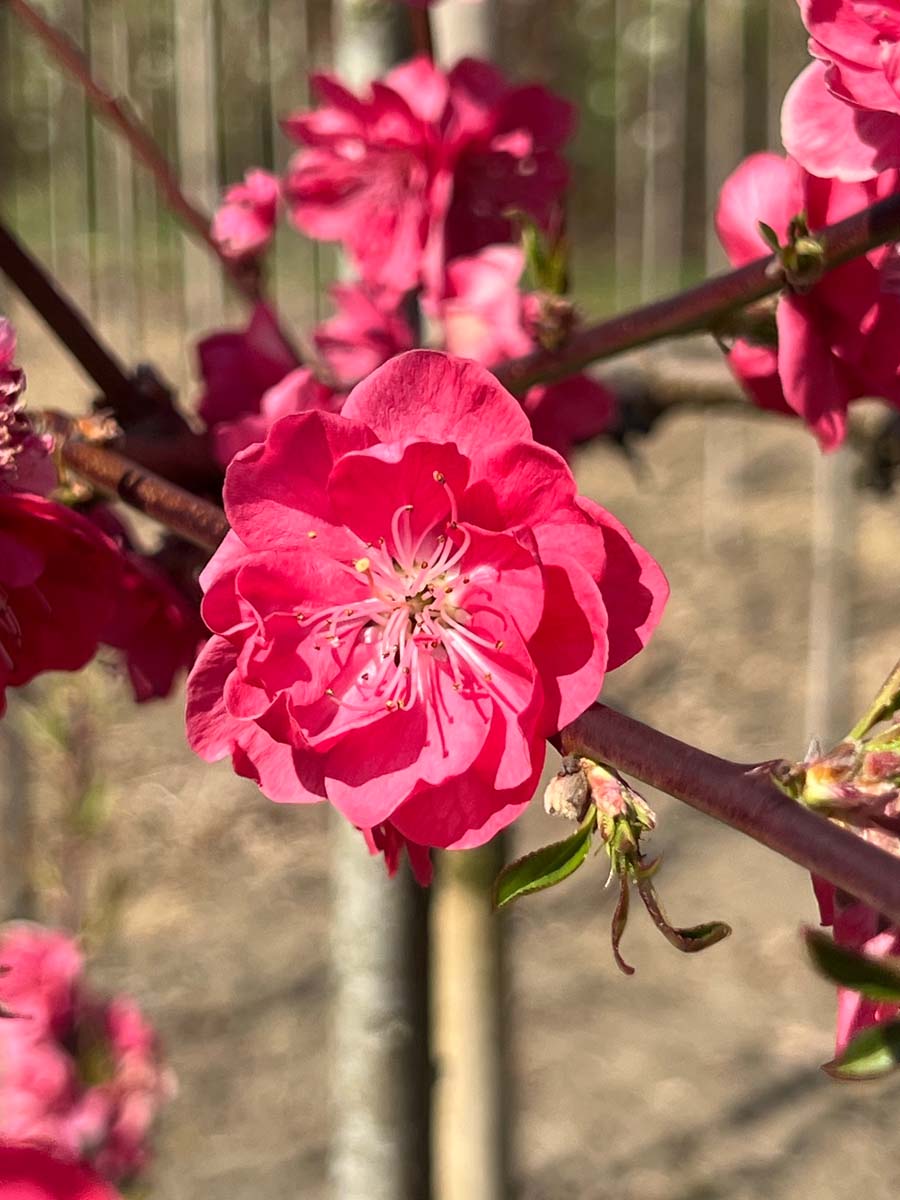 Zierpfirsich ´Melred´