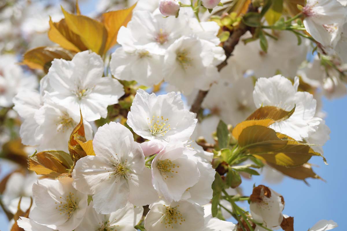Japanische Blütenkirsche 'Taihaku', Japanische Nelkenkirsche, Orientalische Kirsche, Ostasiatische Kirsche, Grannenkirsche, Säulen-Kirsche